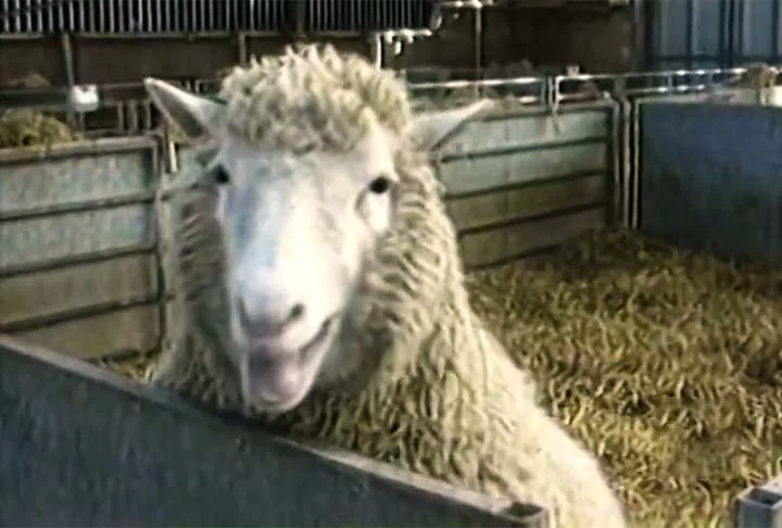 Ovelha Dolly: a história do nascimento do primeiro animal clonado - Reprodução de vídeo TV Globo