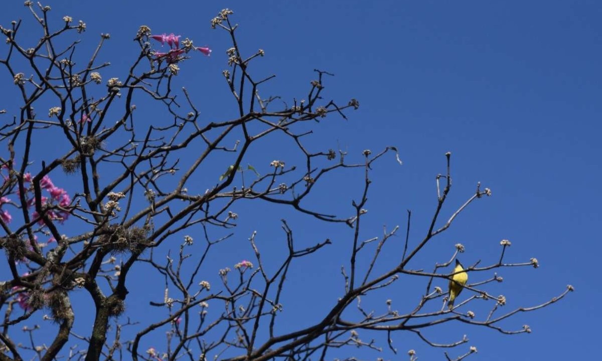 Céu claro nesta segunda em BH -  (crédito: Gladyston Rodrigues/EM/D.A.Press)