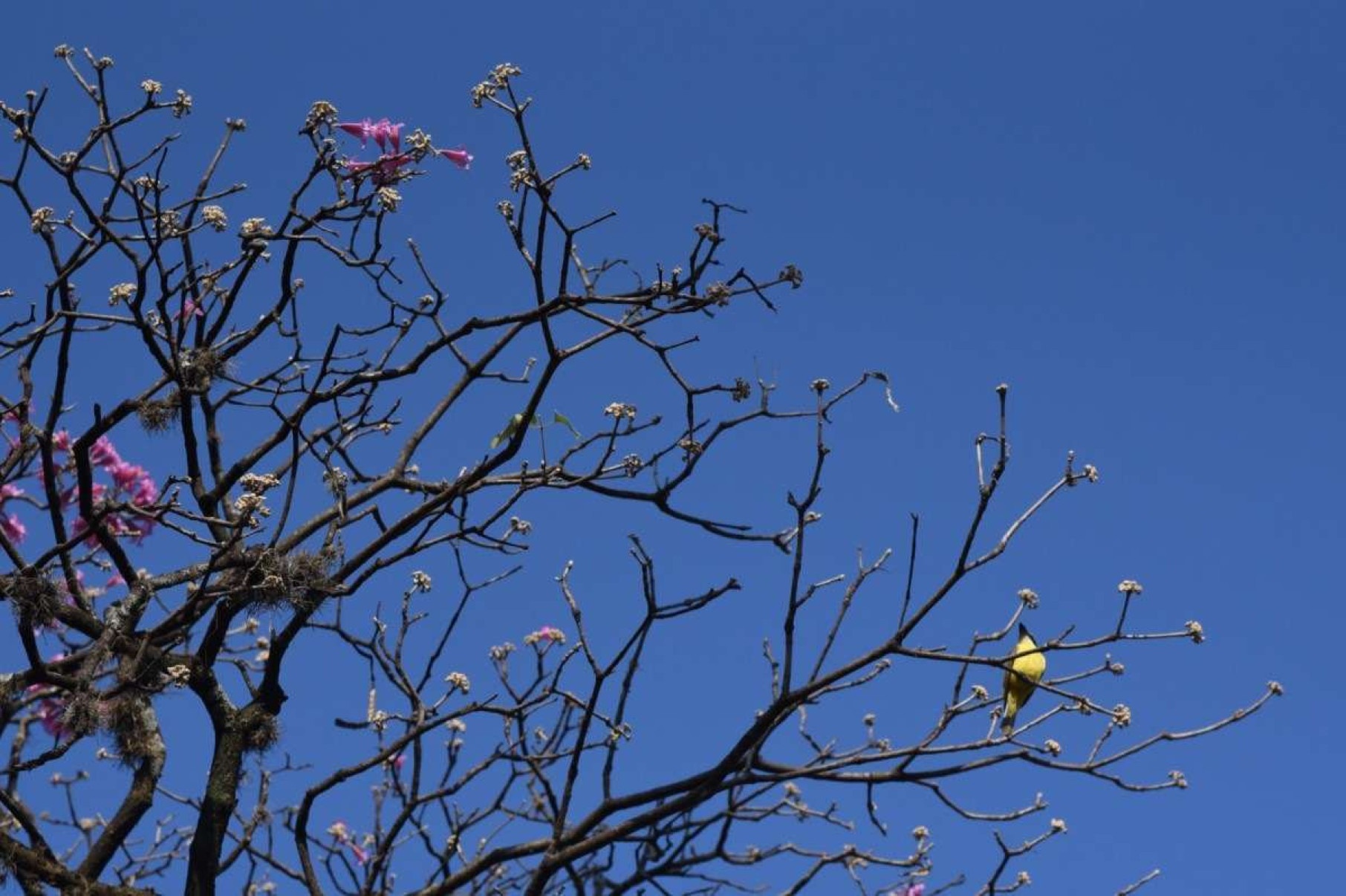 Temperatura sobe e manhã na capital é de 15°C; veja previsão