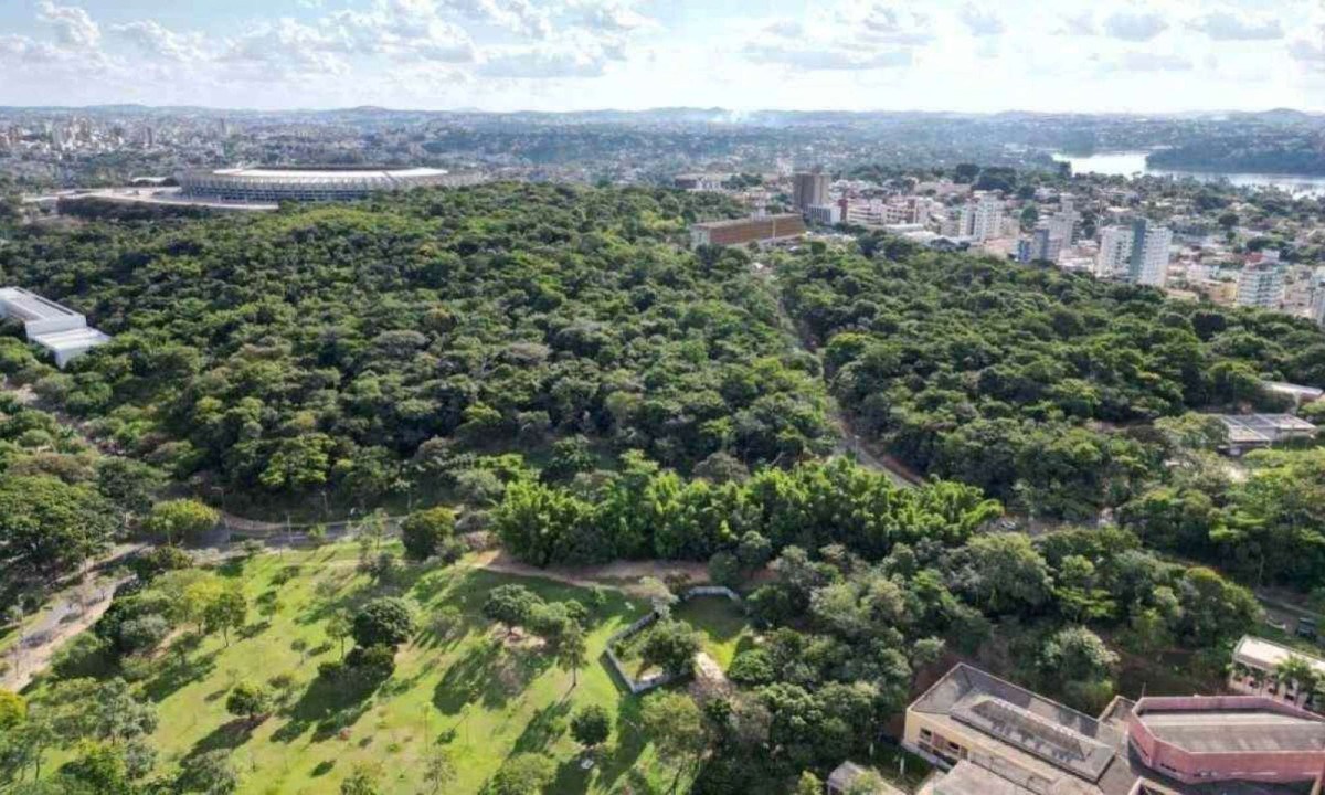 Levantamento aponta que 5 mil árvores foram cortadas no campus Pampulha da UFMG desde 2002 -  (crédito: @estev4m)