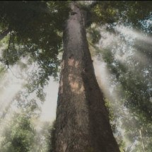 Jequitibá: Gigante da floresta está sob ameaça - Reprodução de cena Novela Renascer