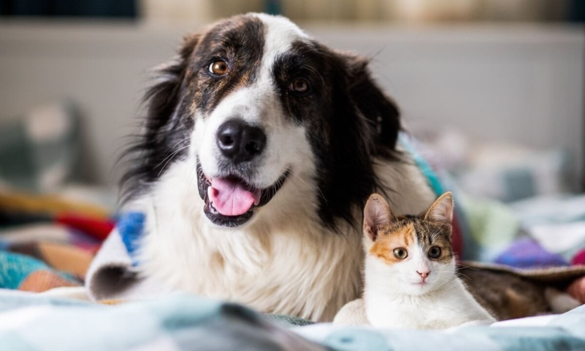 Cachorros e gatos podem sofrer acidentes, e o conhecimento em primeiros socorros dos tutores pode salvar vidas até a chegada de ajuda profissional (Imagem: Melinda Nagy | Shutterstock) -  (crédito: EdiCase)