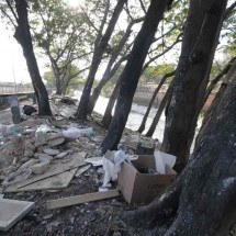 Moradores denunciam queima de ipês na Avenida dos Andradas em BH - Edésio Ferreira/EM/D.A.Press