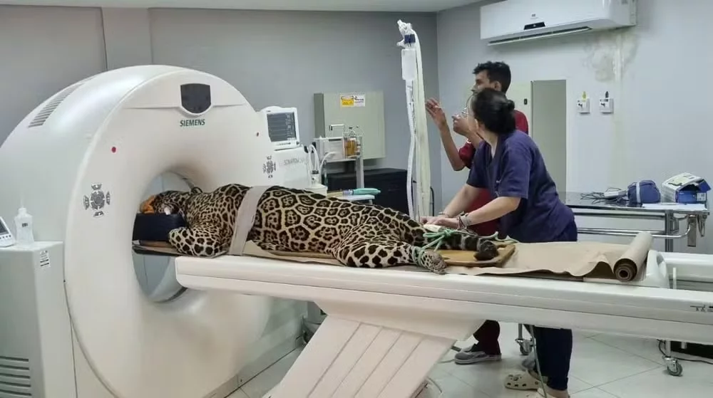 Onça faz exames em Cuiabá: Ultrassom, raio-X e até tomografia - Divulgação Cempas