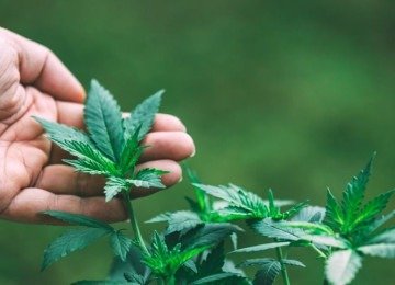 'A descriminalização do uso recreativo da maconha deve ser debatida e decidida no Parlamento, respeitando a vontade da sociedade brasileira' -  (crédito: freepik jcomp)