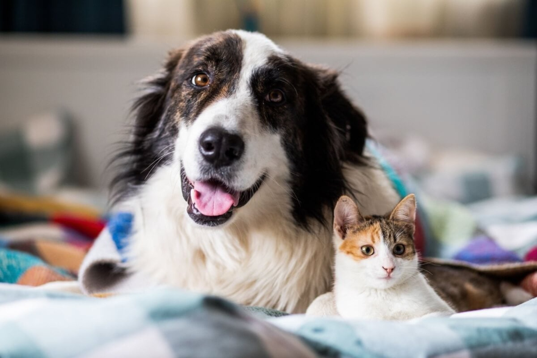 Confira dicas para cuidar da saúde de cães e gatos no período chuvoso