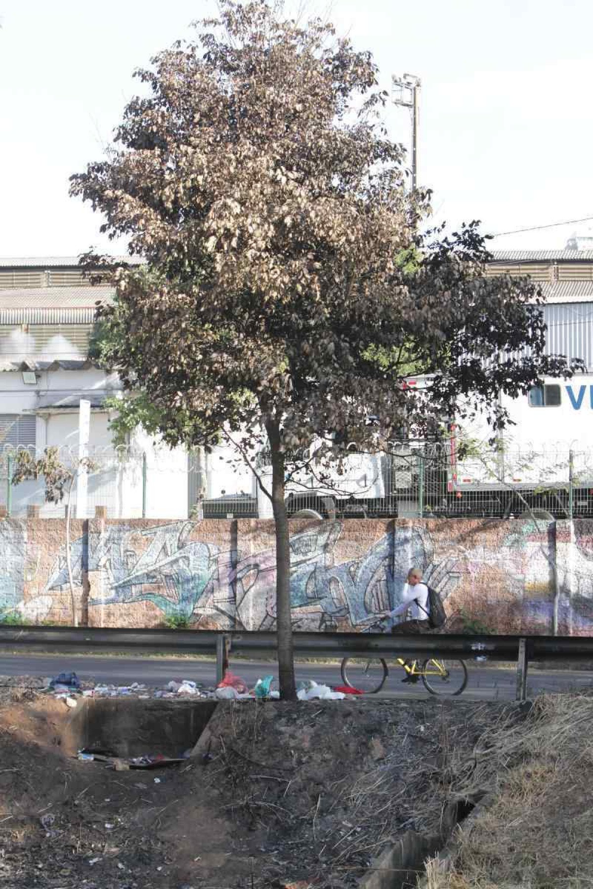 Ipê queimado na Avenida dos Andradas