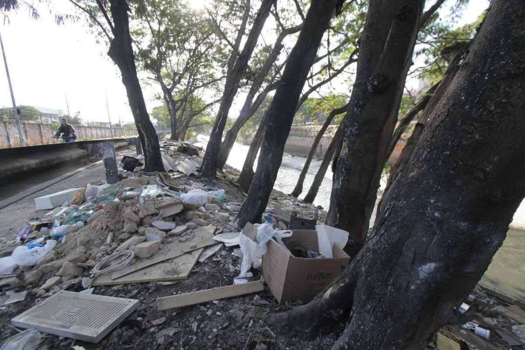 Moradores denunciam queima de ipês na Avenida dos Andradas em BH