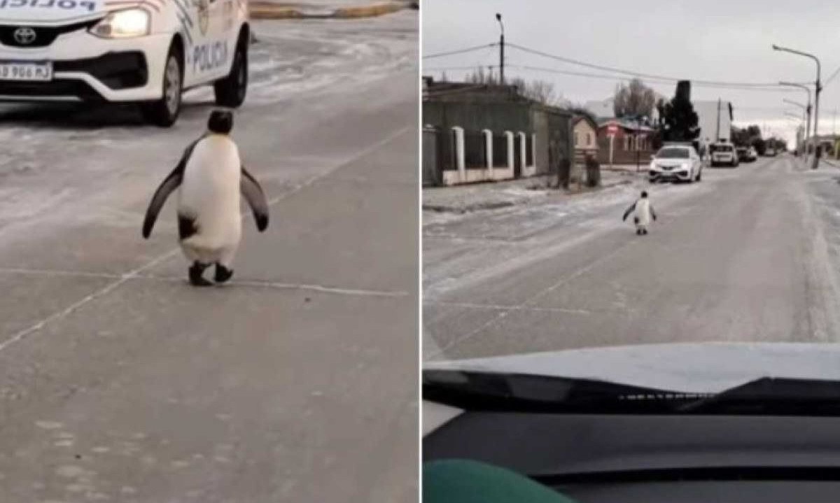 Com onda de frio, pinguins são vistos nas ruas da Argentina -  (crédito: Reprodução/Instagram)