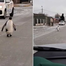 Frio polar: Argentina tem pinguim na rua e pato preso no gelo - Reprodução/Instagram