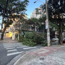 Queda de árvore na Avenida do Contorno atrapalha trânsito em BH - Edésio Ferreira/EM/DA Press