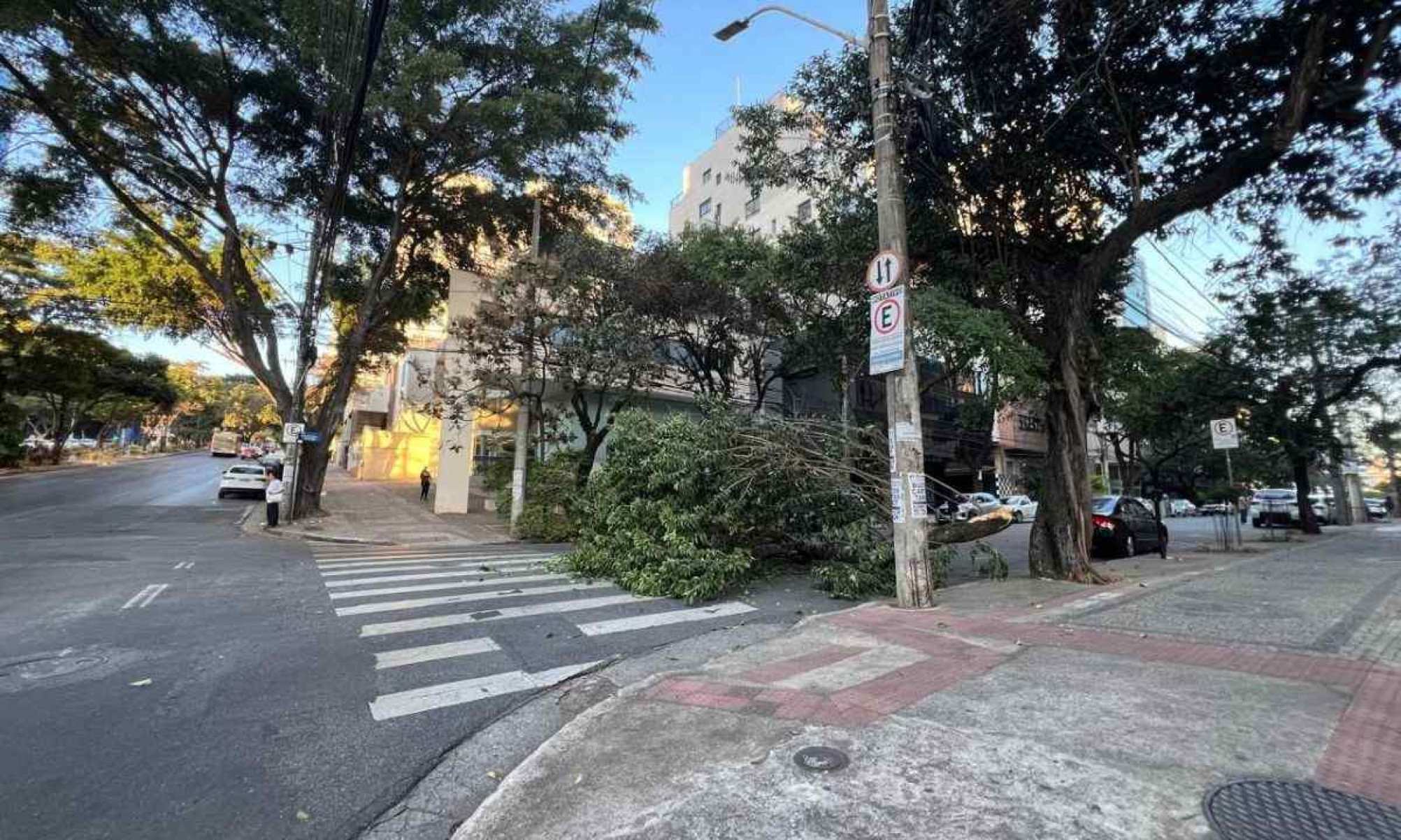 Queda de árvore na Avenida do Contorno atrapalha trânsito em BH