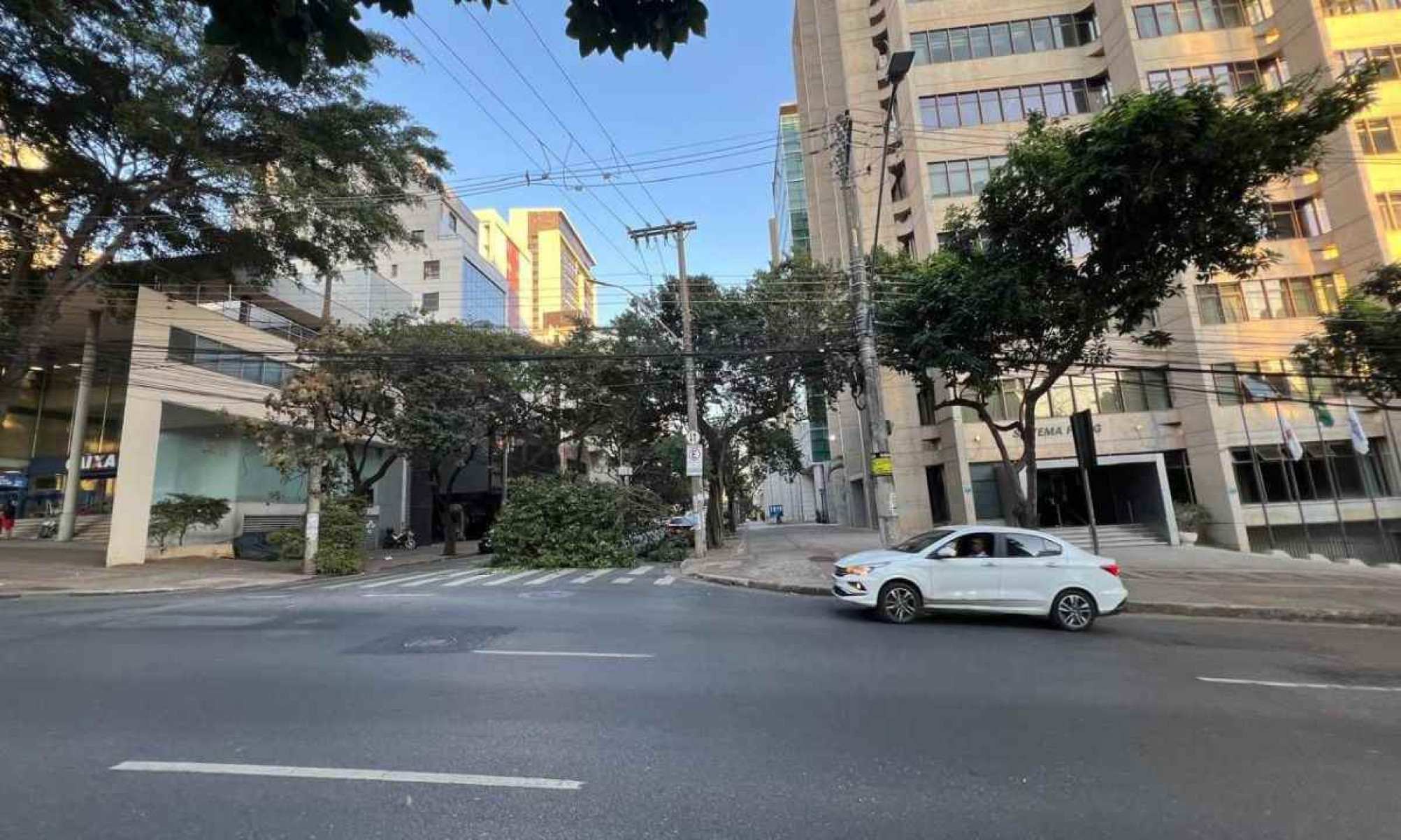 Árvore caída atrapalha trânsito na Região Centro-Sul de BH