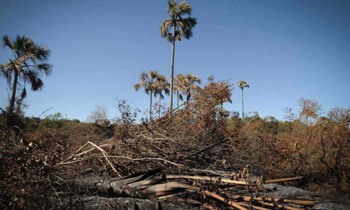 Área devastada pelo fogo dentro do Parque Nacional Grande Sertão Veredas, uma área teoricamente preservada  -  (crédito: Alexandre Guzanshe/EM/D.A Press)