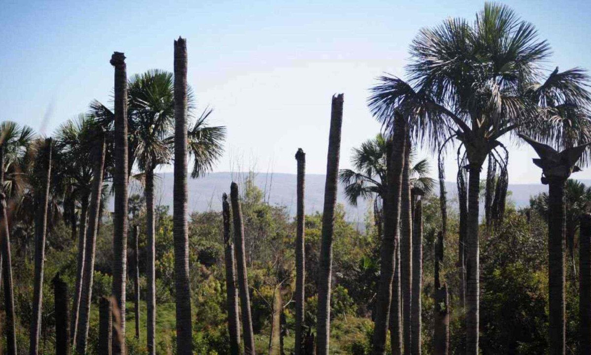 Vista do Parque Estadual Veredas do Peruaçu, onde todas as seis formações secaram há anos: em quilômetros de paisagem desolada, das palmeiras restaram postes sem vida -  (crédito: Solon Queiroz/Esp EM)