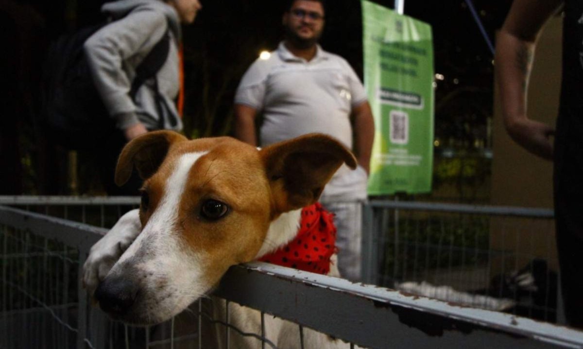  Cemig promove a primeira Feira de Adoção de Pets -  (crédito:  Marcos Vieira /EM/DA. Press. )