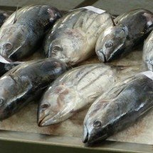 Semana do Pescado: preços de peixes apresentam queda na Grande BH - Alfred Koop por Pixabay