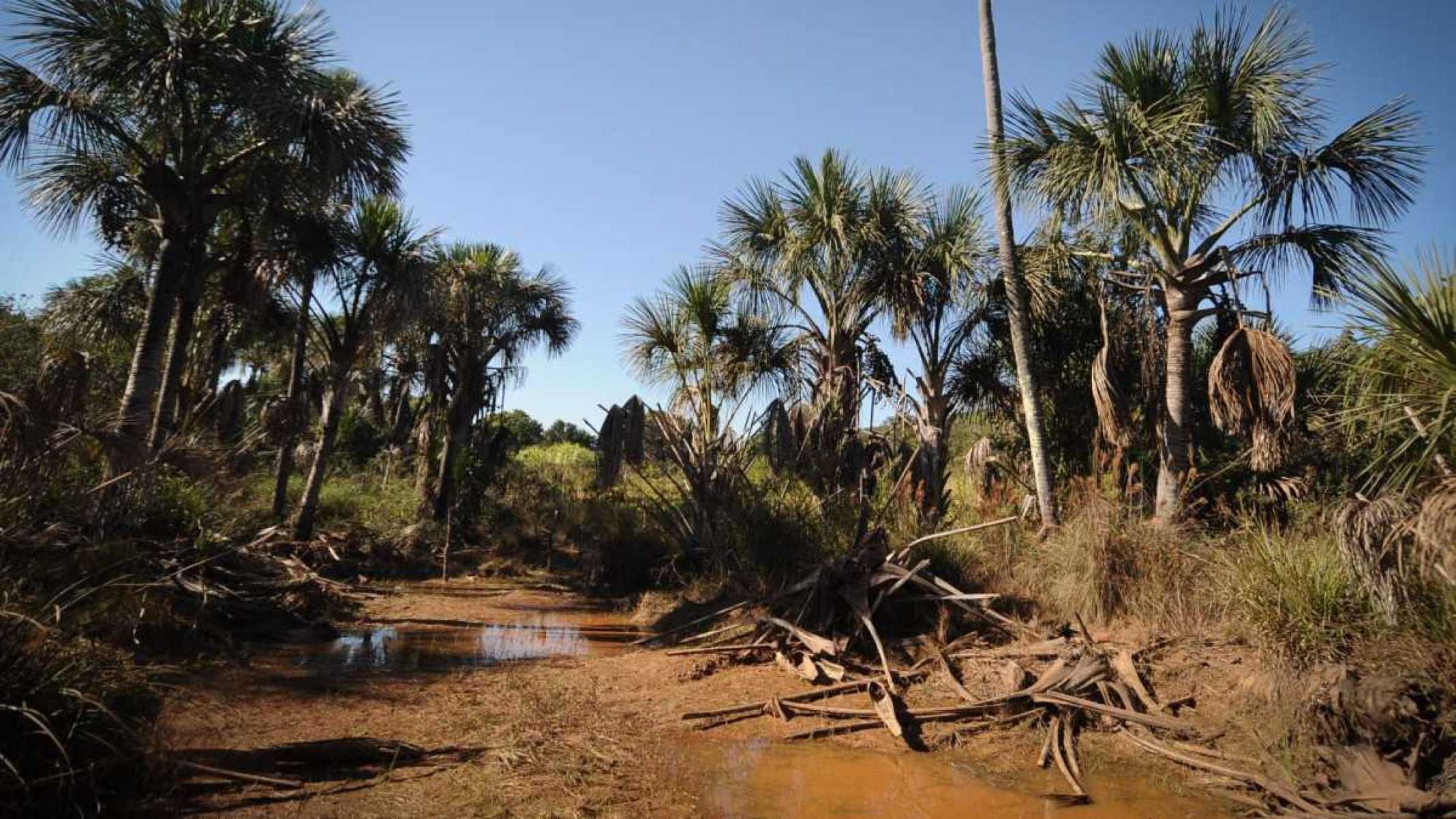 A cidade onde a mais bela vereda de 'Grande sertão' some em poças de lama