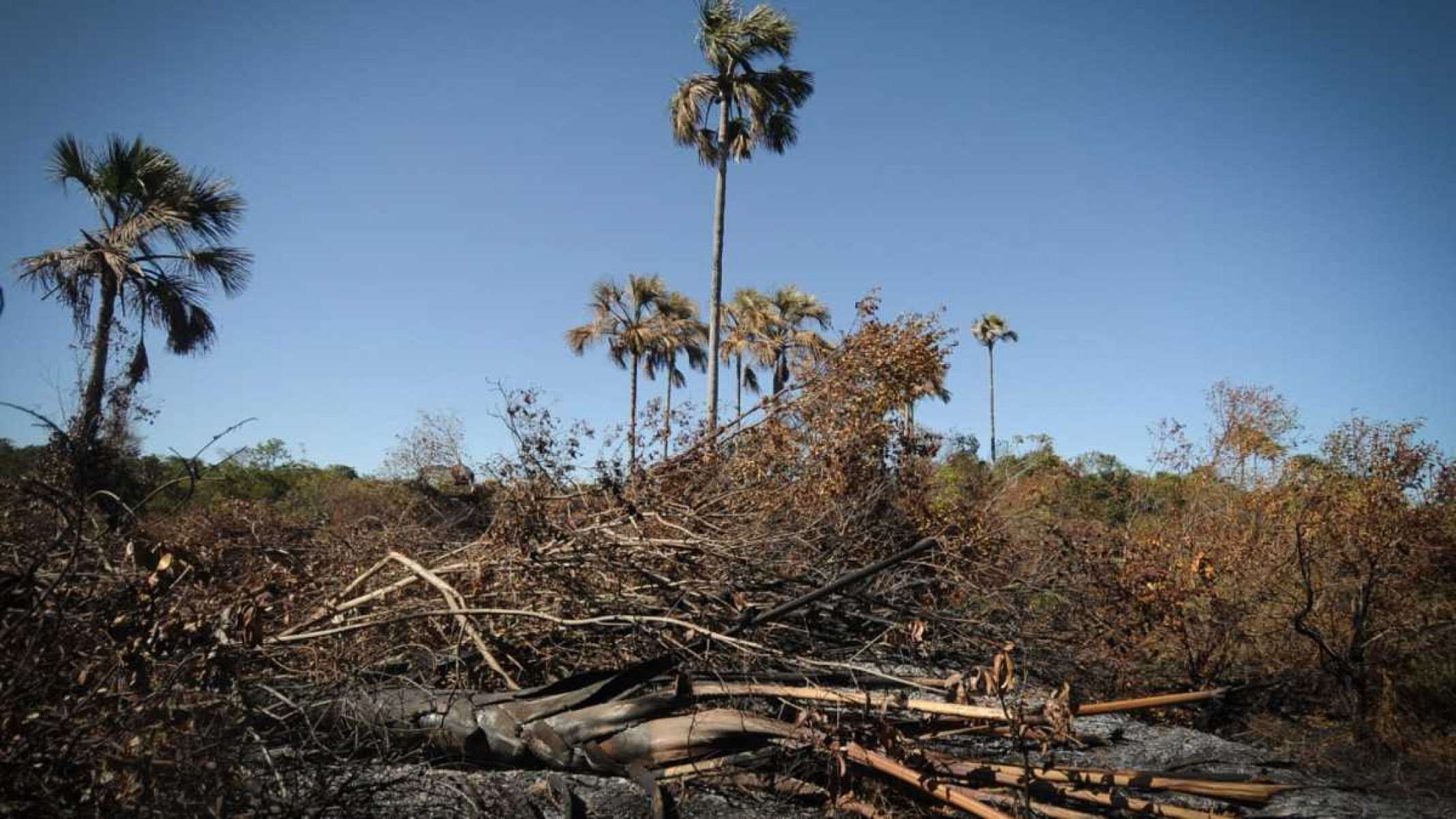 Área devastada pelo fogo dentro do Parque Nacional Grande Sertão Veredas, uma área teoricamente preservada 