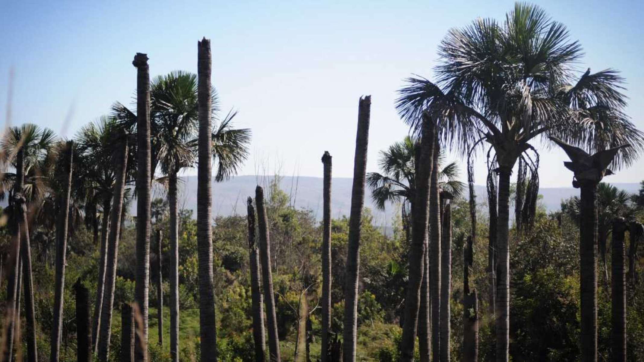 Área de proteção? Por que nem parques livram veredas de Minas da devastação