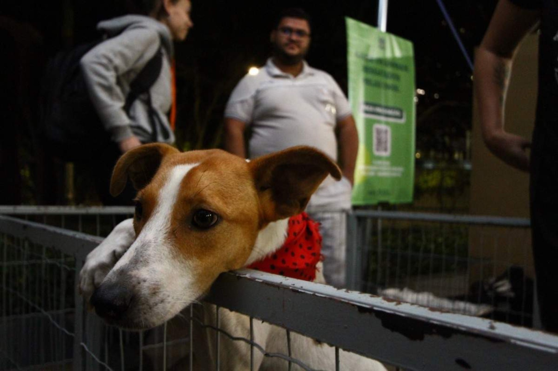 Feiras de adoção de pets ganham força em BH