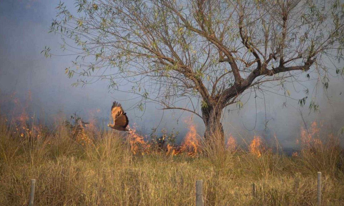 Gavião foge de incêndio na zona rural de Pirapora. Fogo é um dos principais inimigos do cerrado -  (crédito: Alexandre Guzanshe/EM/D.A Press)