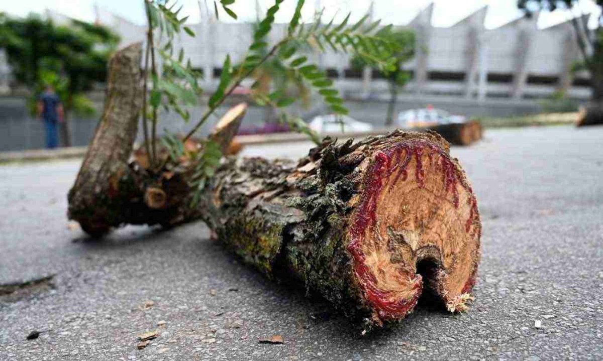 O corte de árvores na Pampulha provocou protestos de moradores -  (crédito: Leandro Couri 28/2/2024/EM/D.A. Press)