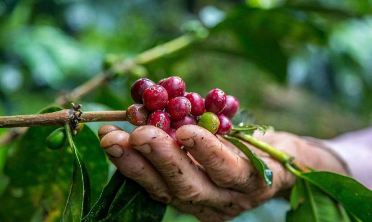 Dono de fazenda de café pagará indenização por manter trabalhadores em condições análogas a escravidão no Sul de Minas -  (crédito: Freepik)