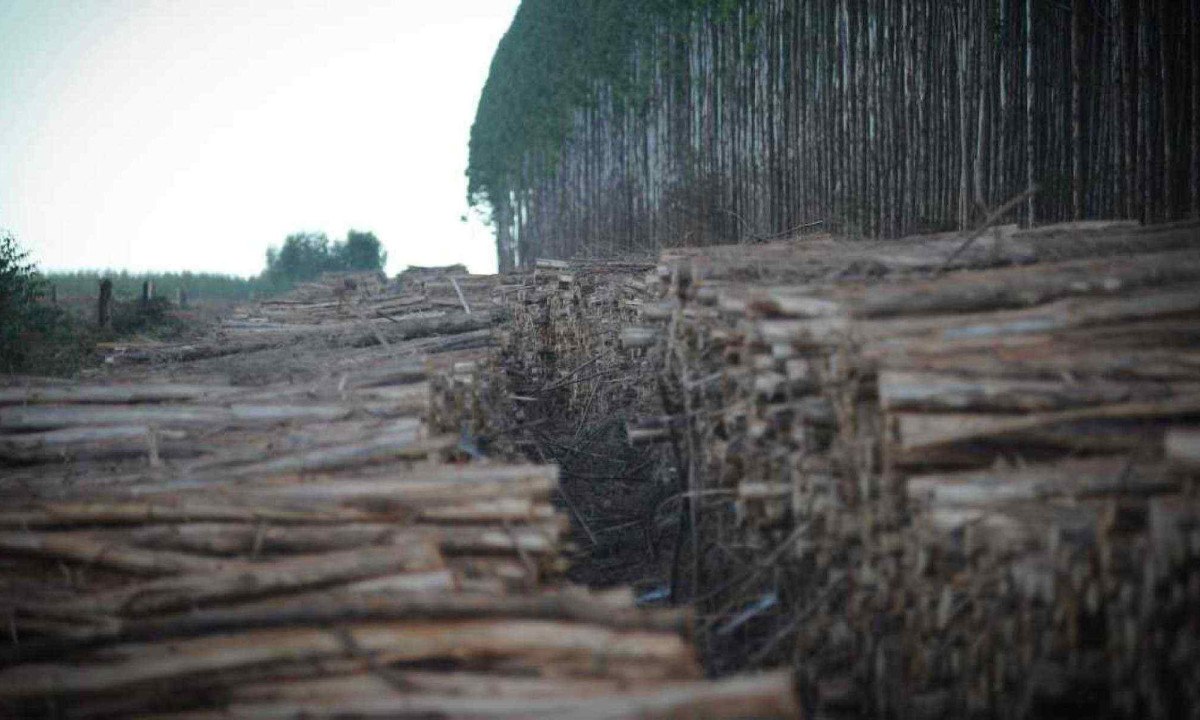 Campos de eucalipto às margens de degradada área de vereda em Três Marias -  (crédito: Alexandre Guzanshe/EM/D.A Press)