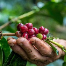 MG: produtor de café é condenado a indenizar grupo por trabalho escravo - Freepik