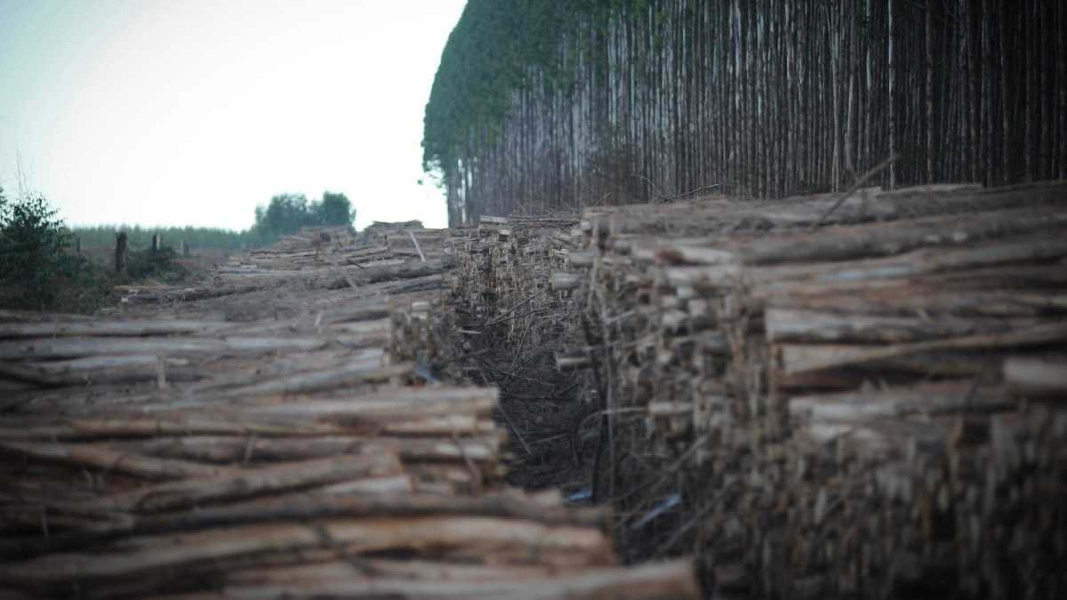 Reflorestamento? Energia limpa? Como a 'indústria verde' impacta o cerrado