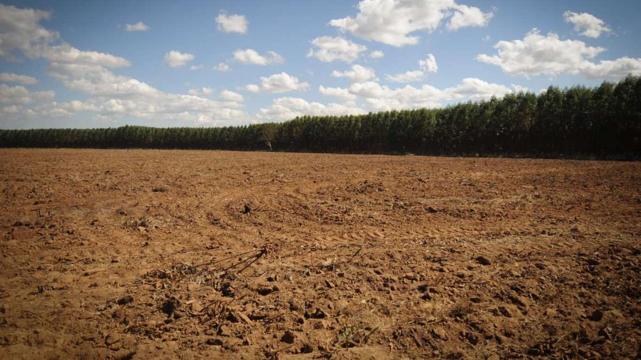 Campos de eucalipto às margens de degradada área de vereda em Três Marias