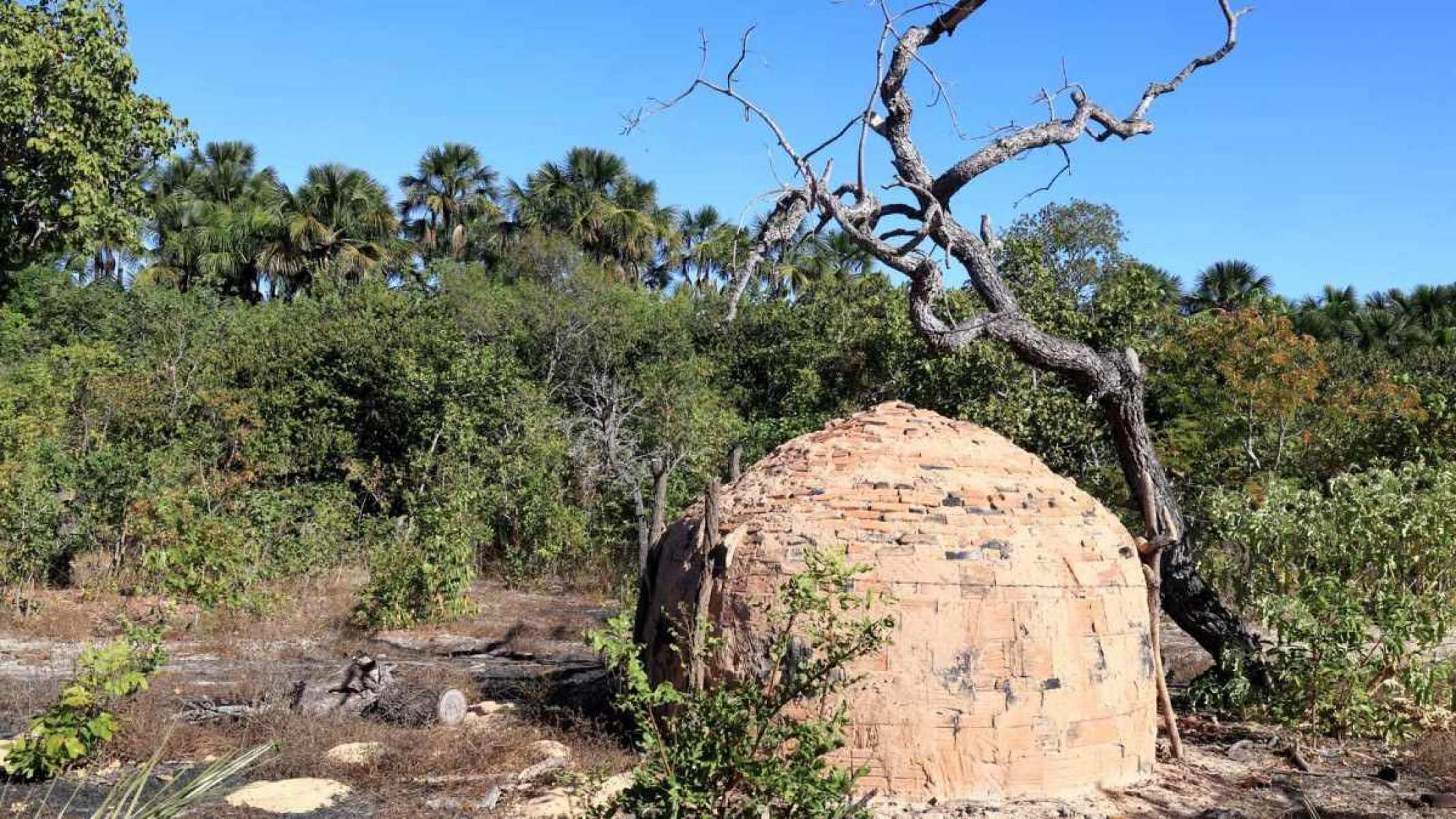 Mesmo com megaplantações de eucalipto, cerrado segue virando carvão em MG