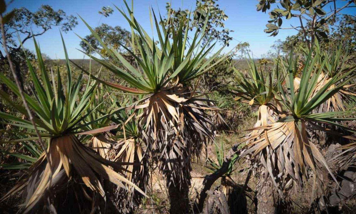 Canela-de-ema, planta típica do cerrado e muito presente no sertão de Guimarães Rosa -  (crédito: Alexandre Guzanshe/EM/D.A Press)