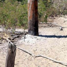 E se em vez da água em oásis do sertão de MG brotarem só eucalipto e areia? - Solon Queiroz/Esp EM