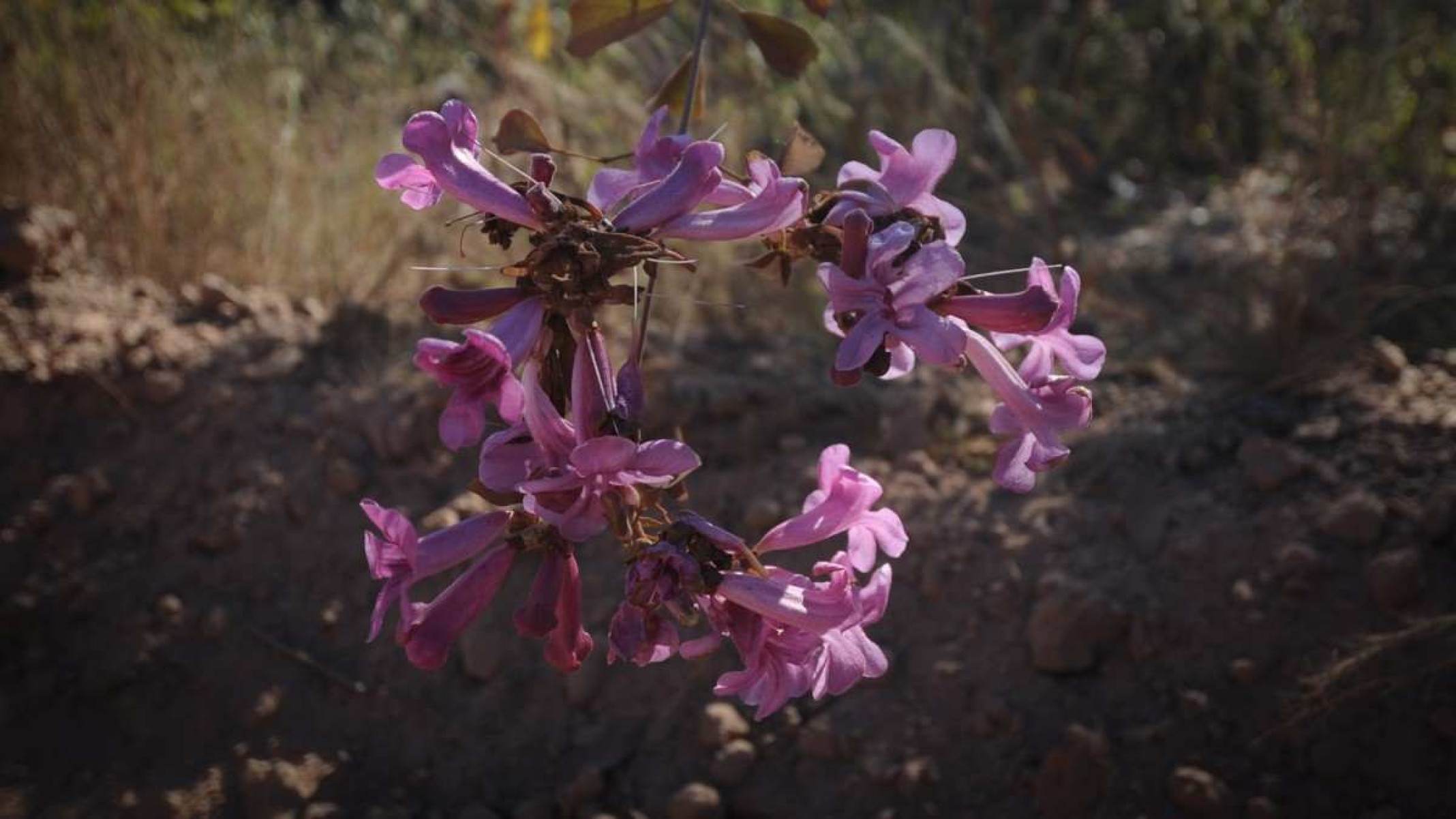 Flor do cerrado mineiro: formação vegetal que encantou Guimarães Rosa é protegida pela Lei Estadual 20.922/2013 