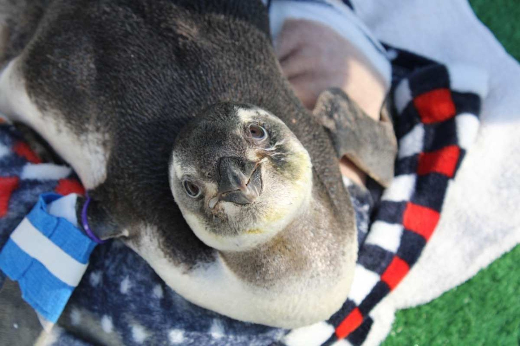 Cinco pinguins-de-Magalhães, que foram resgatados nas areias das praias de Cabo Frio Cinco pinguins-de-Magalhães, que foram resgatados nas areias das praias de Cabo Frio