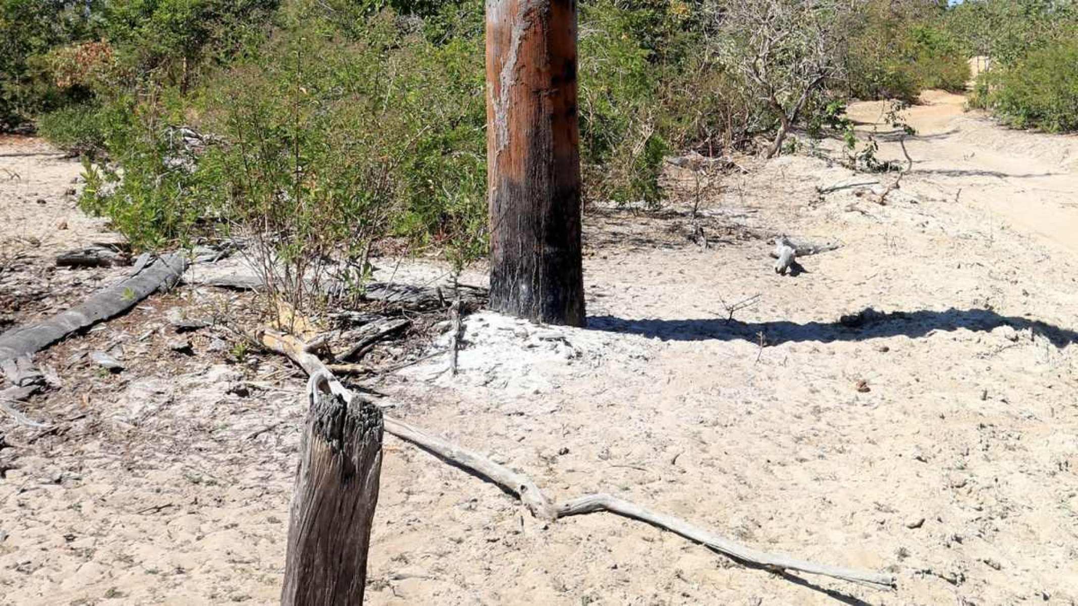 E se em vez da água em oásis do sertão de MG brotarem só eucalipto e areia?