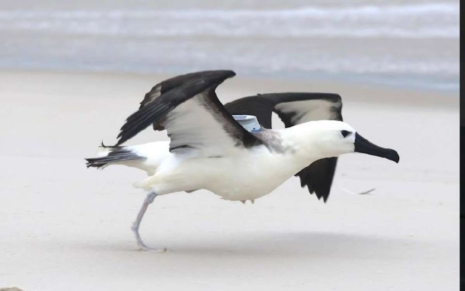 No final do mês passado um albatroz, depois de passar por tratamento em Cabo Frio, foi devolvido à natureza No final do mês passado um albatroz, depois de passar por tratamento em Cabo Frio, foi devolvido à natureza