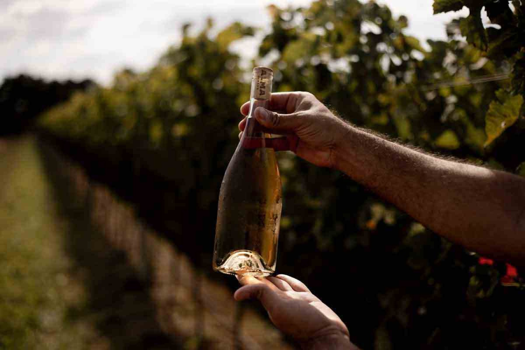 Minas ganha destaque com o cultivo de uvas em regiões montanhosas e mais frias do estado. Vinícola Alma Gerais é uma das mais conceituadas 