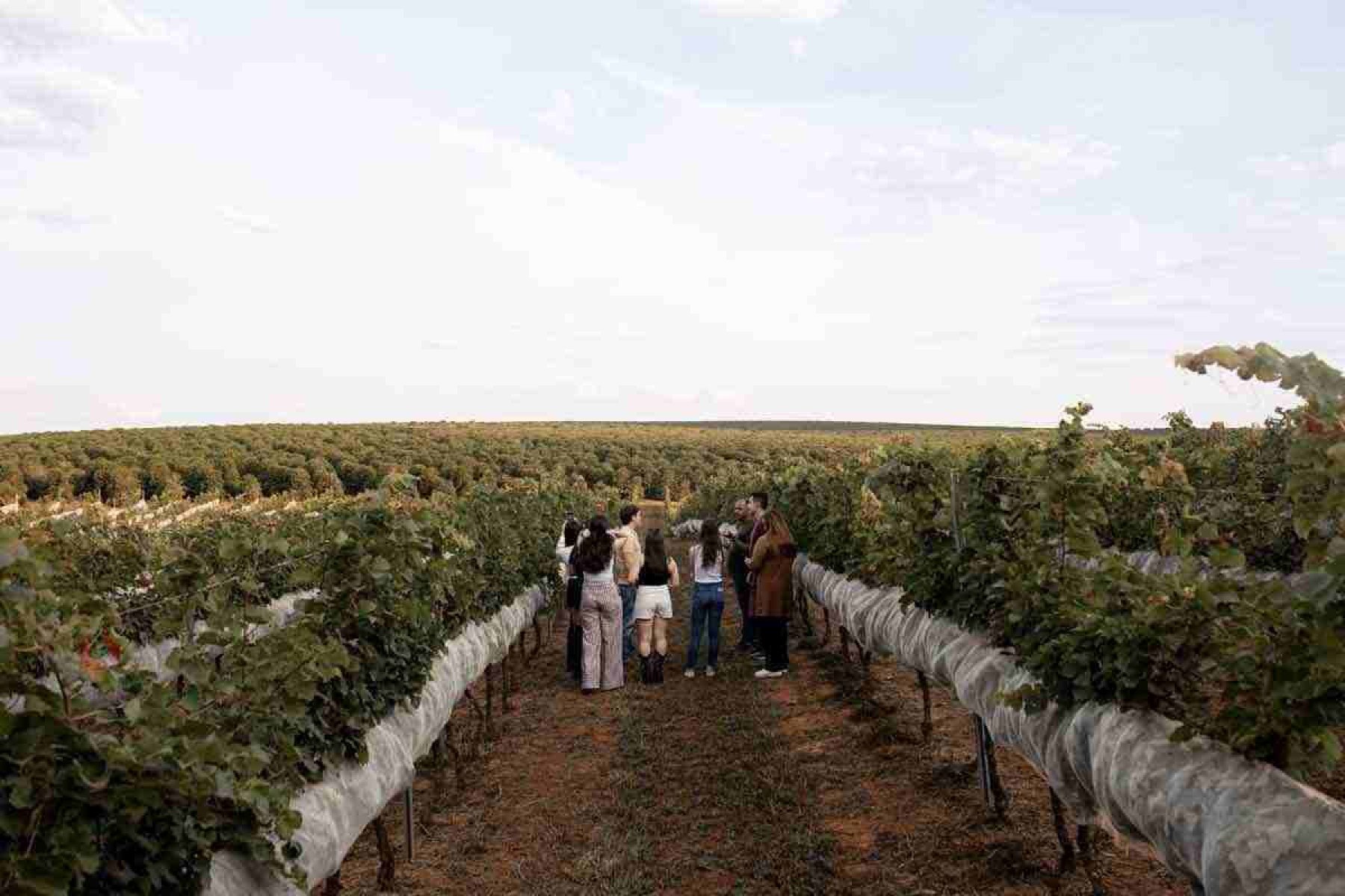 Premiados vinhos da vinícola Maria Maria são produzidos na cidade de Três Pontas, no alto da Serra da Mantiqueira