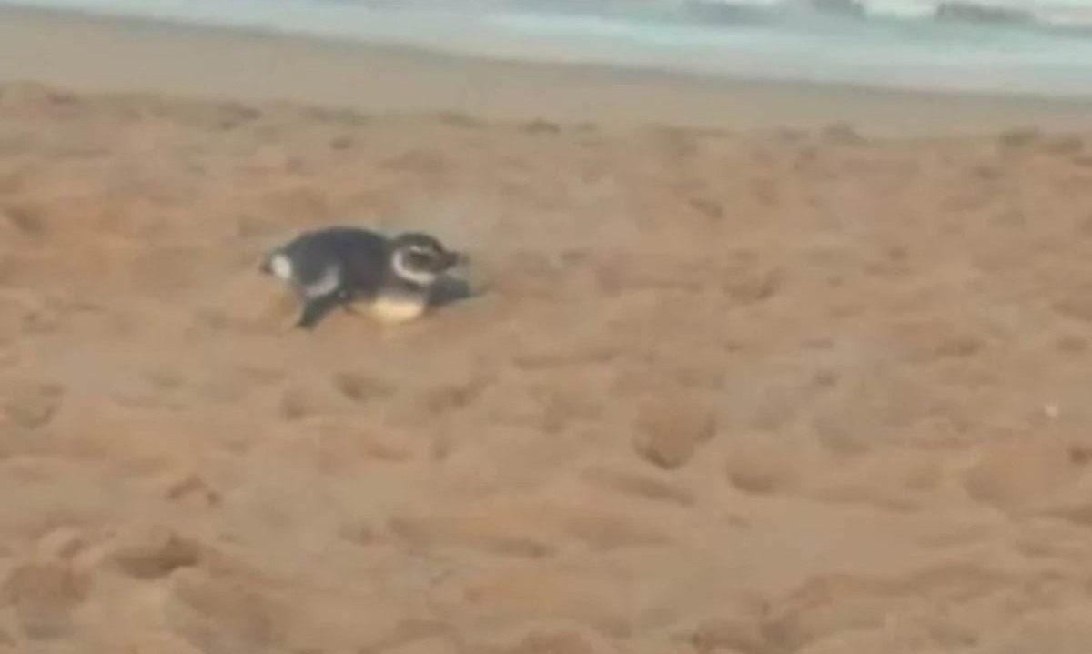 Um pinguim foi avistado na praia de Costazul, próximo à Lagoa do Iriry, em Rio das Ostras, Região dos Lagos do Rio de Janeiro na tarde dessa terça-feira (16/7) -  (crédito: Redes sociais/Reprodução)