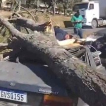 Árvore cai sobre veículo na BR-040 e deixa idoso ferido - Reprodução/Redes sociais