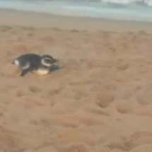 Pinguim debilitado é resgatado em praia brasileira; veja onde - Redes sociais/Reprodução