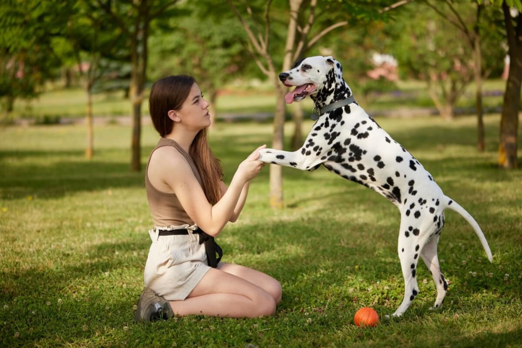 Médica veterinária explica cuidados essenciais para os pets no verão