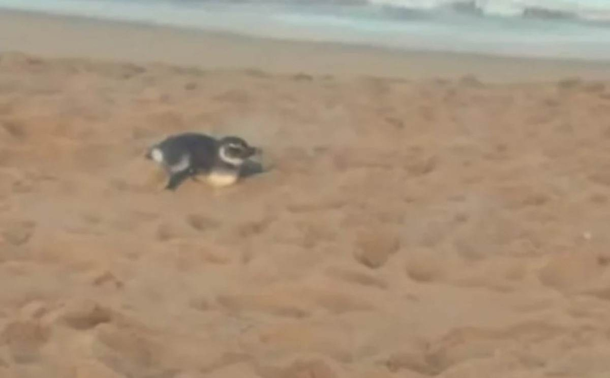 Pinguim debilitado é resgatado em praia brasileira; veja onde