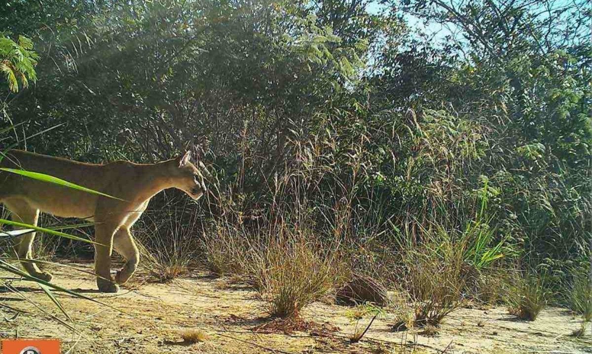 Onça-parda flagrada em imagem de câmera instalada no parque do peruaçu  -  (crédito: IEF/Parque veredas do Peruaçu/divulgação)