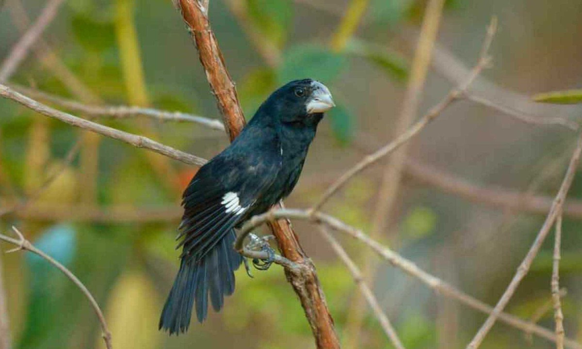 o canto considerado melodioso quase levou o bicudo à extinção, vítima da cobiça de traficantes de aves e de passarinheiros clandestinos -  (crédito: Flávio Ubaid/Gustavo Malaco/Projeto Bicudo/divulgação)