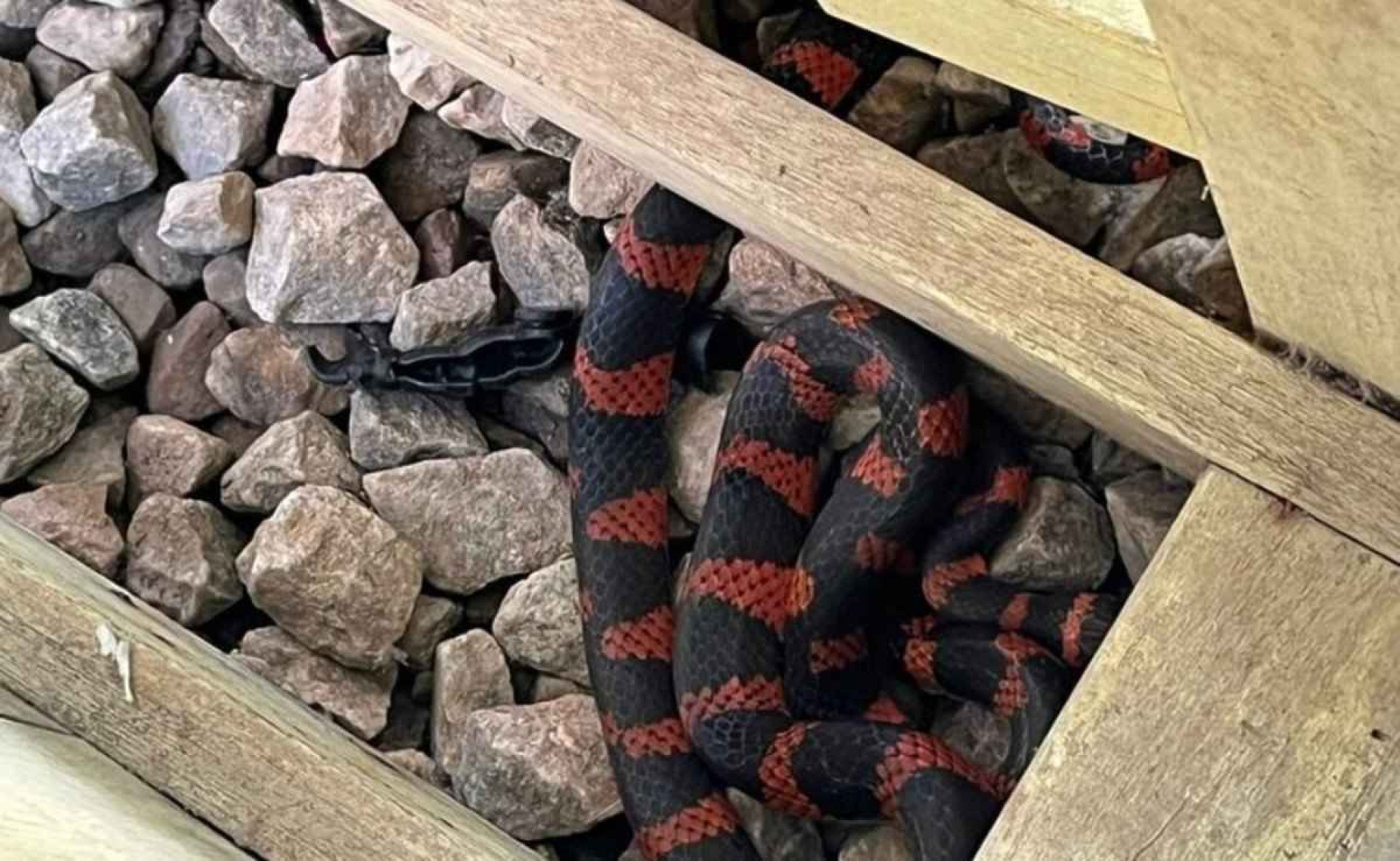 Cobra é encontrada em parquinho de creche e alarma funcionários