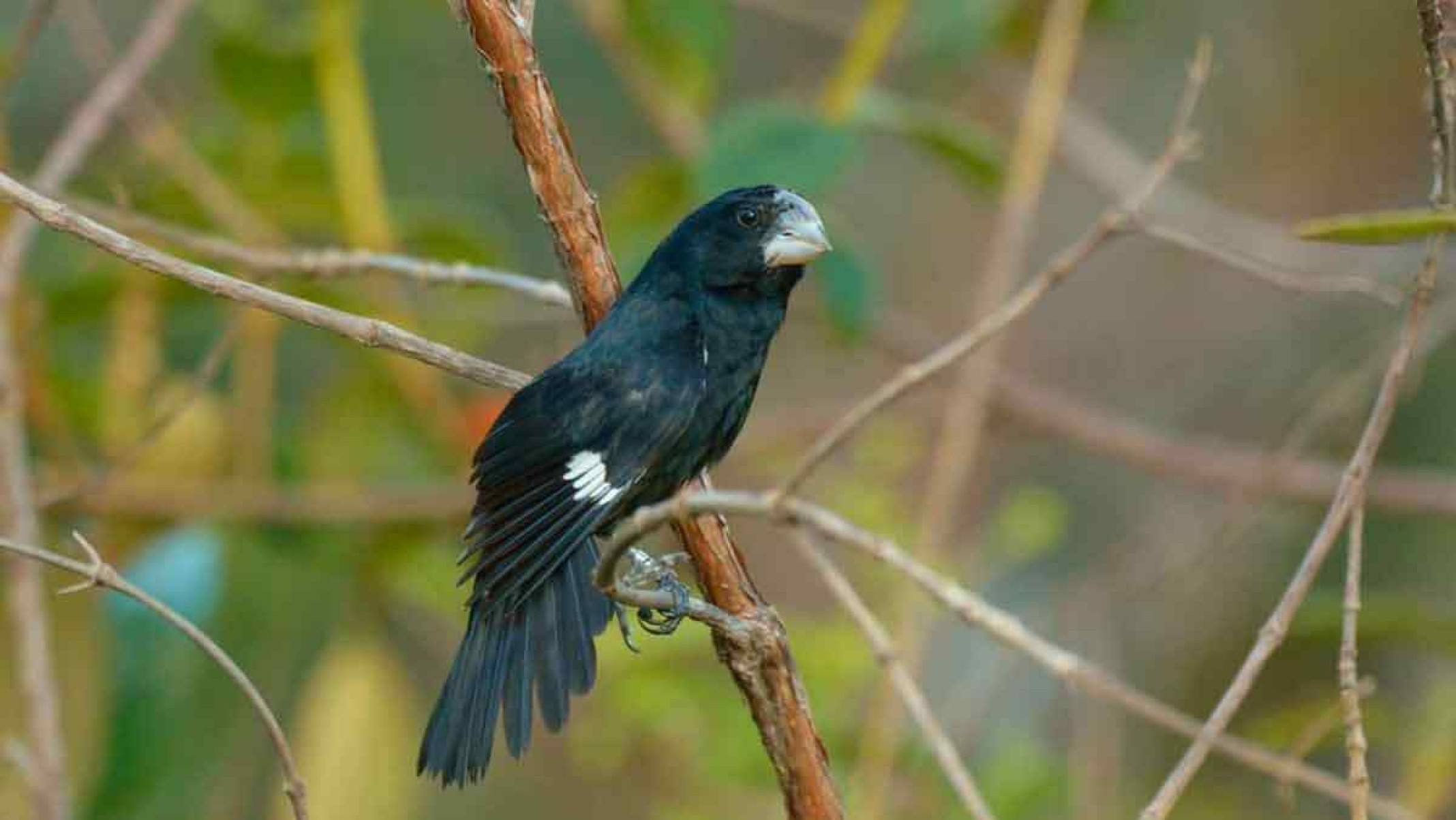 Quando a motosserra mata animais: perda de vegetação é fatal para a fauna